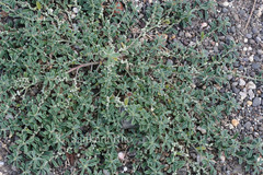 Indigofera linifolia var. campbellii